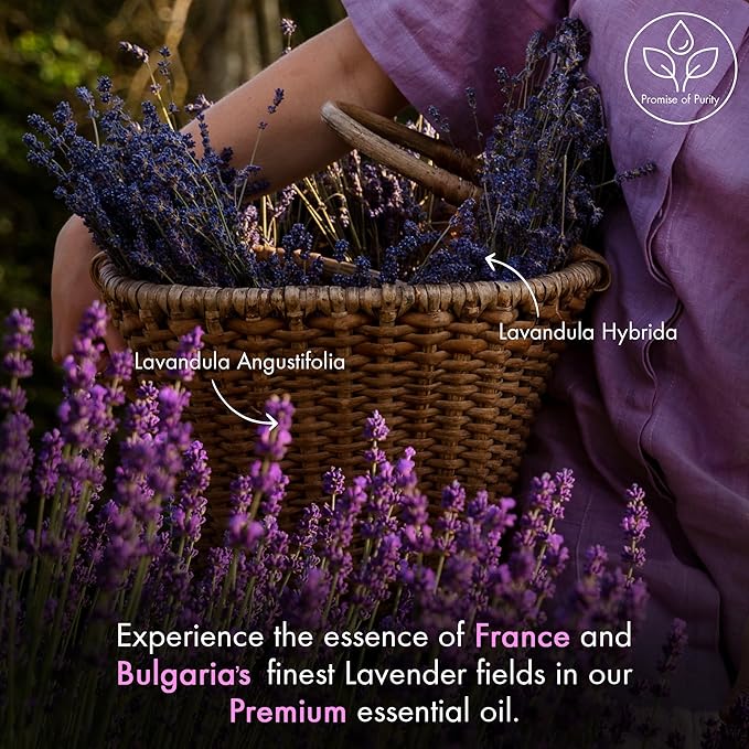 Majestic Pure Essential Oil with Glass Dropper - 100% Pure and Natural - Essential Oils for Diffuser, Aromatherapy, Soap and Candle Making, Lavender Essential Oil, Lavender Oil, 3.4 Fl Oz